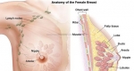ساختار سینه زنان به چه شکل است؟