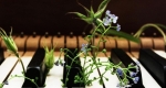 آیا تاثیر موسیقی بر رشد گیاهان حقیقت دارد؟