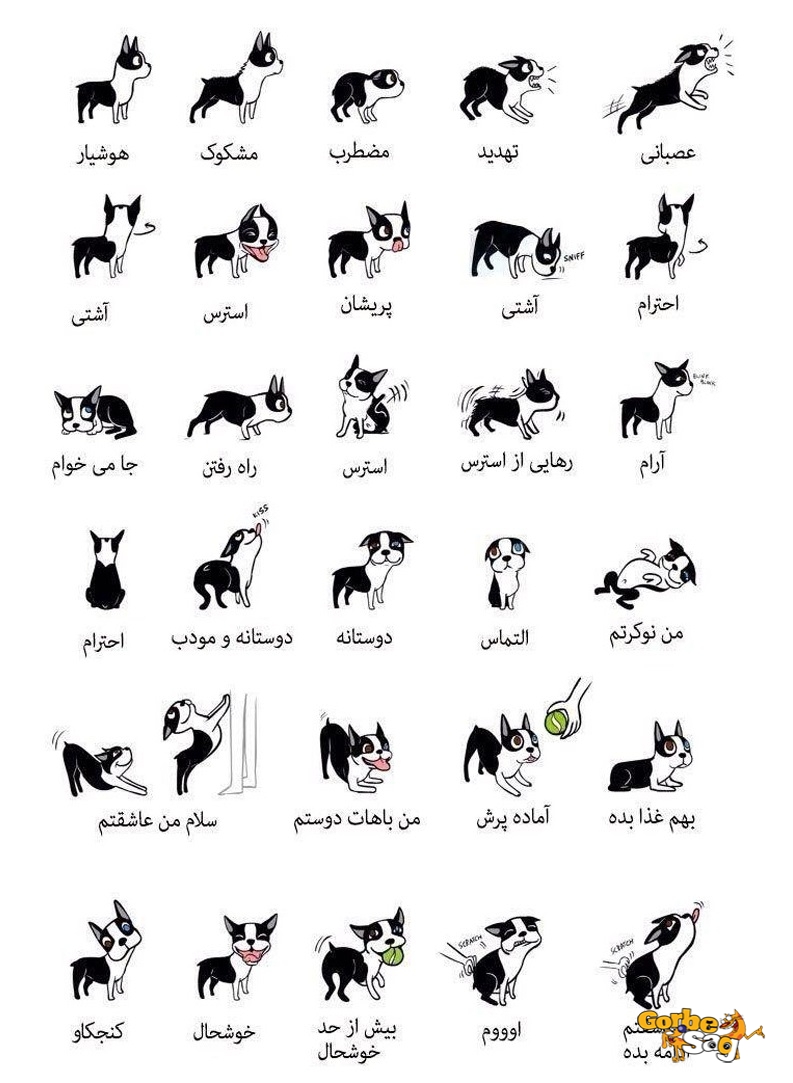 Dogs body language