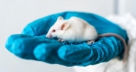 موفقیت دانشمندان در جلوگیری از پیری موشها